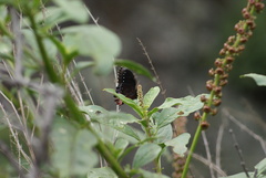 Gyrocheilus patrobas patrobas