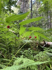 Streptopus amplexifolius