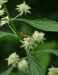 Zelus longipes