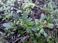 Samolus repens repens