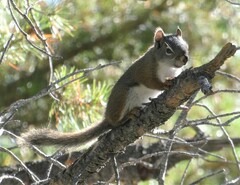 Tamiasciurus fremonti