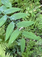 Streptopus amplexifolius