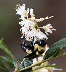 Bombus fraternus
