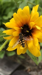 Helophilus fasciatus