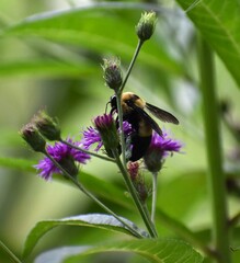 Bombus fraternus