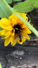 Helophilus fasciatus