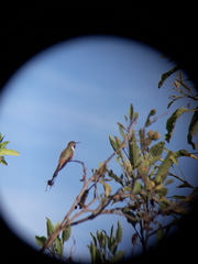 Rhodopis vesper
