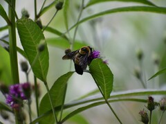 Bombus fraternus