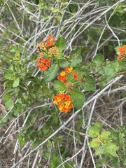 Lantana urticoides