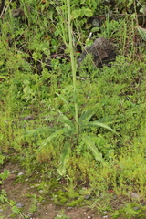 Agavoideae