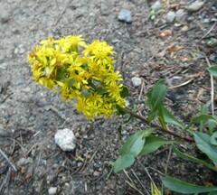 Solidago simplex