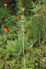 Agavoideae