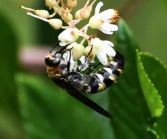 Dielis plumipes