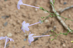 Ipomopsis longiflora