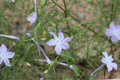 Ipomopsis longiflora