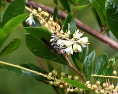 Dielis plumipes