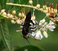 Dielis plumipes