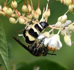 Dielis plumipes