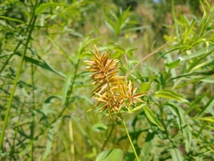 Cyperus strigosus