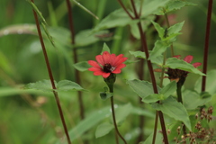 Zinnia peruviana