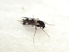 Orthocladiinae