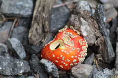 Amanita persicina