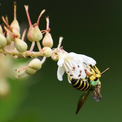 Agapostemon splendens