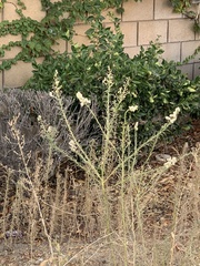 Erigeron bonariensis