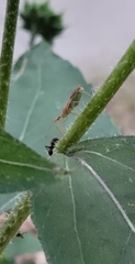 Zelus renardii