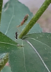 Zelus renardii