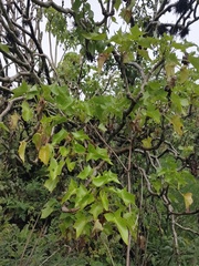 Pittocaulon praecox
