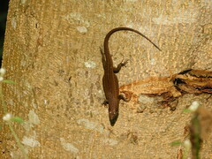 Eutropis rugifera