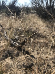 Sporobolus cryptandrus