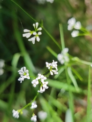 Asperula tinctoria