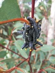 Perga affinis