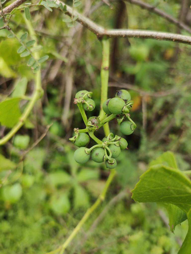 Possum grape from Parque Nacional Bosque del Pedregal, 14738 Ciudad de ...