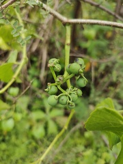 Cissus