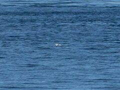Laridae