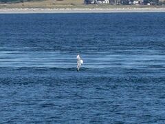 Laridae