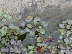 Nasturtium officinale