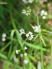 Asperula tinctoria