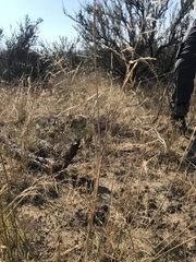 Sporobolus cryptandrus