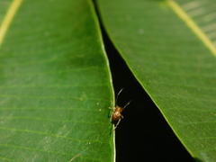 Parasteatoda