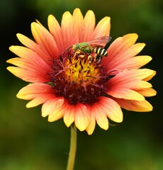Agapostemon splendens