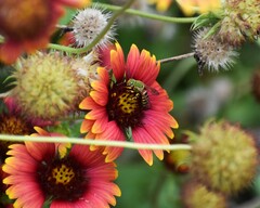 Agapostemon splendens