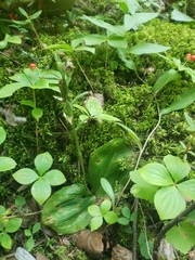 Platanthera orbiculata
