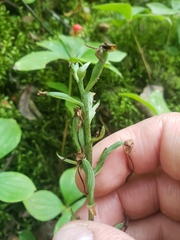 Platanthera orbiculata