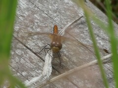 Sympetrum internum