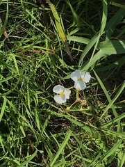 Sagittaria graminea
