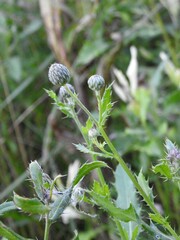 Cirsium arvense